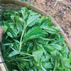 2024 Spring Nannuo Banpo Lao Zhai Sheng / Raw Puerh Tea - 200g Cake :: Seattle Inventory