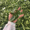 2024 Spring Nannuo Banpo Lao Zhai Sheng / Raw Puerh Tea - 200g Cake :: Seattle Inventory