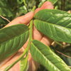 2024 Spring Nannuo Banpo Lao Zhai Sheng / Raw Puerh Tea - 200g Cake :: Seattle Inventory