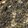 2024 Spring Nannuo Banpo Lao Zhai Sheng / Raw Puerh Tea - 200g Cake :: Seattle Inventory