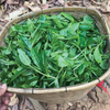 2024 Spring Nannuo Banpo Lao Zhai Sheng / Raw Puerh Tea - 200g Cake :: Seattle Inventory