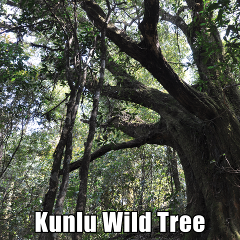 Spring 2024 Kunlu Wild Loose Leaf Maocha - Sheng / Raw Puerh Tea