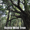 Spring 2024 Kunlu Wild Loose Leaf Maocha - Sheng / Raw Puerh Tea