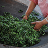 2025 Spring Kunlu Xiao Qiao Mu Sheng / Raw Puerh Tea - 200g Cake :: Seattle Inventory