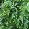 Spring 2024 Lincang "Section A" Gushu Loose Leaf Maocha - Sheng / Raw Puerh Tea