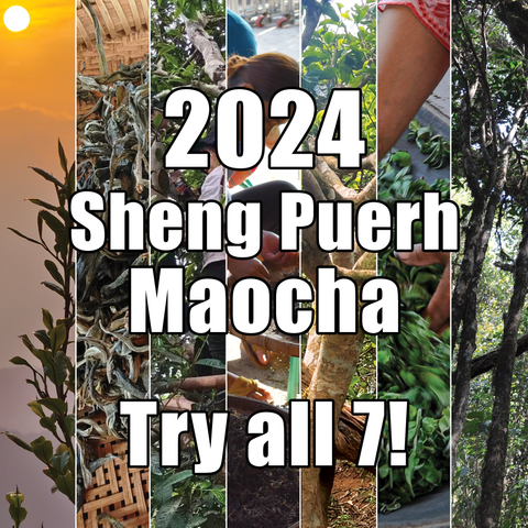 Spring 2024 Sheng Puerh Tea Loose Leaf Maocha