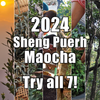 2024 Spring Maocha 7 Tea Combo Set!