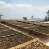 2024 Spring Bai Ying Shan "Whispering Sunshine" Sheng / Raw Puerh Tea - 200g Cake :: Seattle Inventory