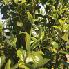 2024 Spring Bai Ying Shan "Whispering Sunshine" Sheng / Raw Puerh Tea - 200g Cake :: Seattle Inventory