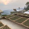 2024 Spring Bai Ying Shan "Whispering Sunshine" Sheng / Raw Puerh Tea - 200g Cake :: Seattle Inventory