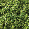 2024 Spring Bai Ying Shan "Whispering Sunshine" Sheng / Raw Puerh Tea - 200g Cake :: Seattle Inventory