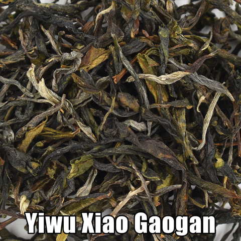 2023 Yiwu Xiao Gaogan Loose Leaf Maocha - Sheng / Raw Puerh Tea