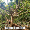 Spring 2024 Nannuo Banpo Lao Zhai Loose Leaf Maocha - Sheng / Raw Puerh Tea