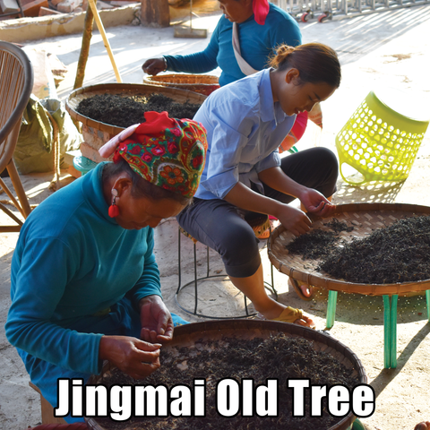 Spring 2024 Jingmai Old Tree Loose Leaf Maocha - Sheng / Raw Puerh Tea