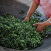 Spring 2024 Kunlu Xiao Qiao Mu Loose Leaf Maocha - Sheng / Raw Puerh Tea