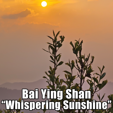 Spring 2024 Bai Ying Shan "Whispering Sunshine" Loose Leaf Maocha - Sheng / Raw Puerh Tea