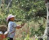 Spring 2014 Kunlu Mountain Wild Tree Sheng / Raw Puerh 100g Cake