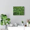 Fresh Leaf - Canvas Print